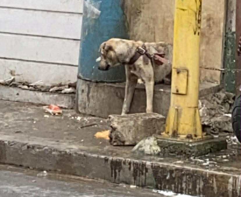 FROM CHAINS TO SNUGGLES: Brix’s Journey to Freedom!