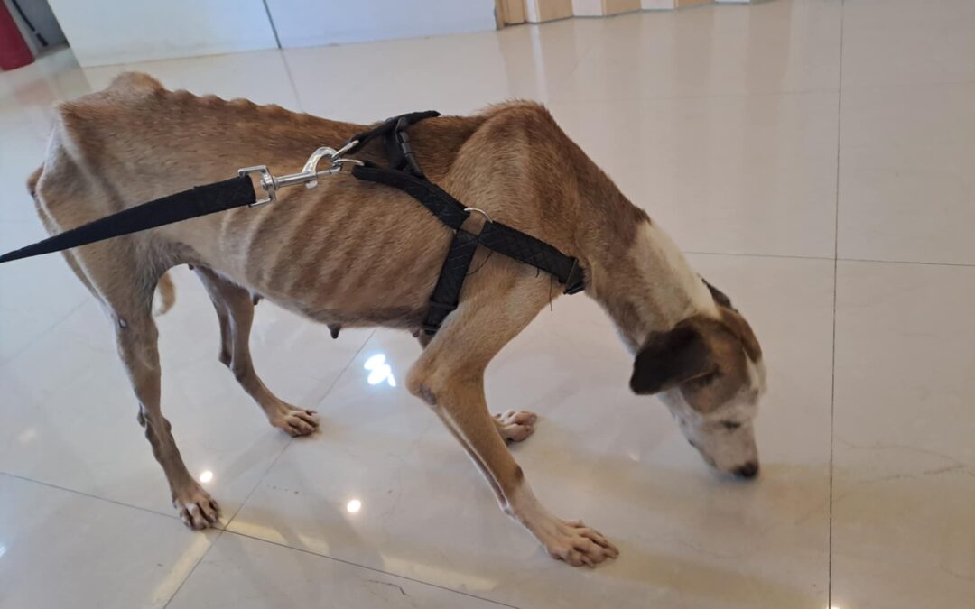 FROM SKIN AND BONES TO SWEET DREAMS: Candy’s Miraculous Transformation!