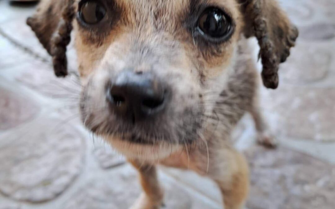 FROM BROKEN TO BEAUTIFUL: Tofu’s Jaw-Dropping Transformation!